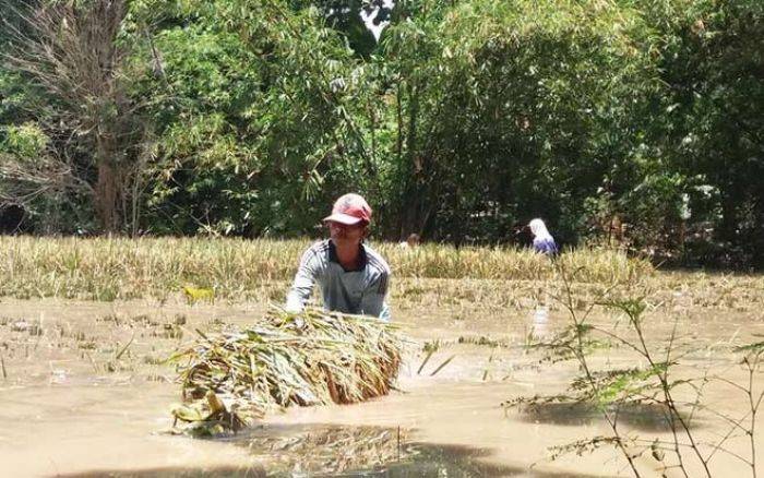 Kali Madiun dan Bengawan Solo Meluap, Ribuan Hektare Sawah Terancam Gagal Panen