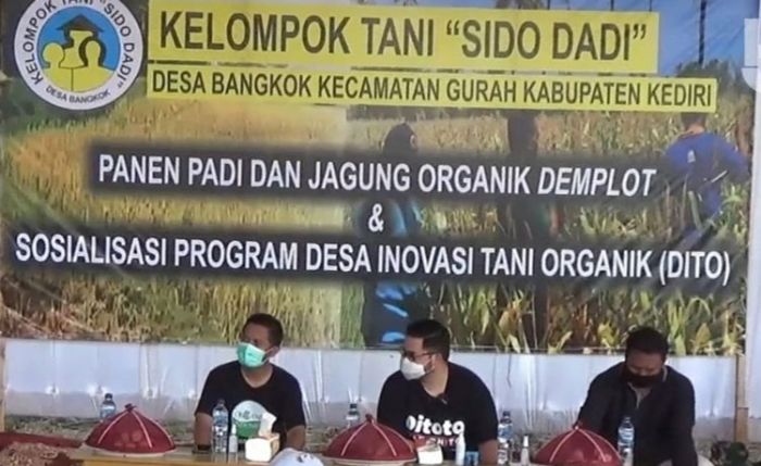 Bupati Kediri Panen Padi dan Jagung Organik di Bangkok