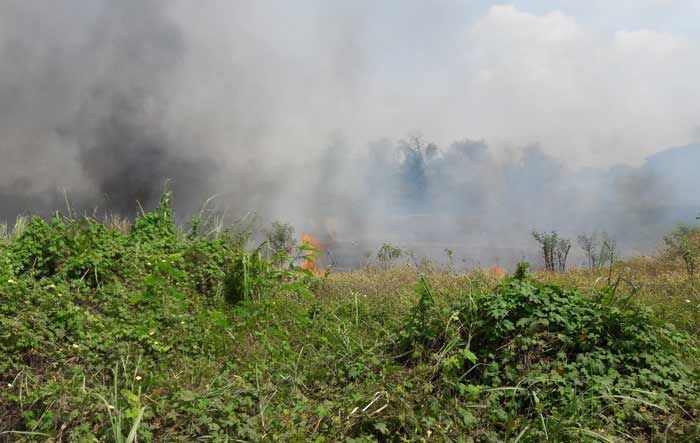 Waspada Kebakaran Alang-Alang saat Musim Kemarau, Ini Imbauan Dispol PP Gresik