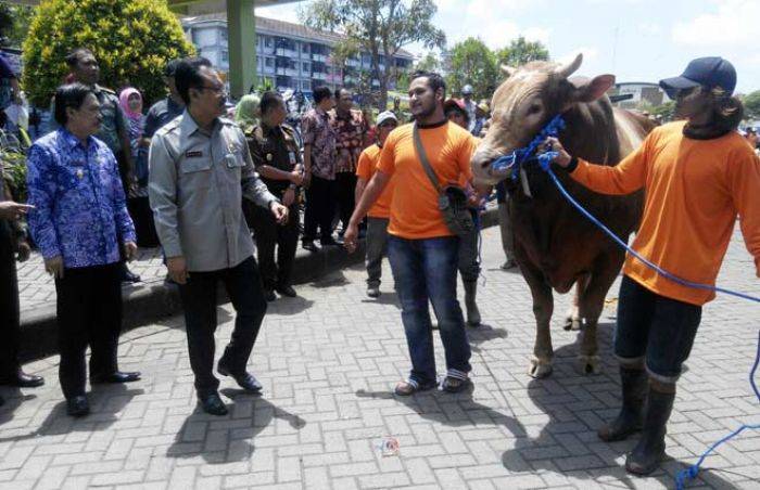 Jelang Idul Adha, Puluhan Sapi Ikuti Kontes Ternak Kurban di Sidoarjo