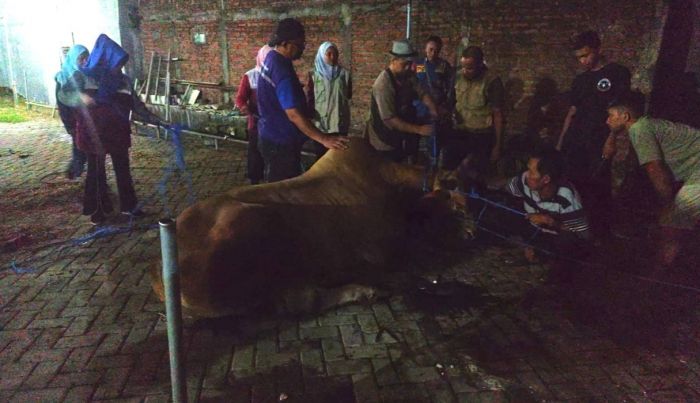 Sapi Kurban di Gresik Stres, Petugas Evakuasi dengan Tembakan Bius