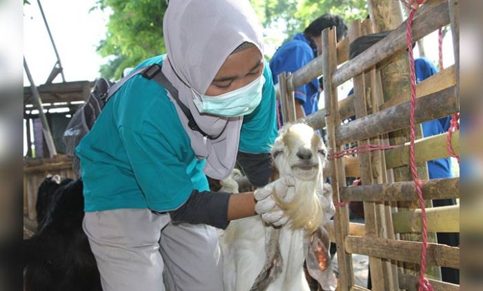 Pedagang Diimbau Tak Jual Hewan Kurban yang Belum Cukup Umur