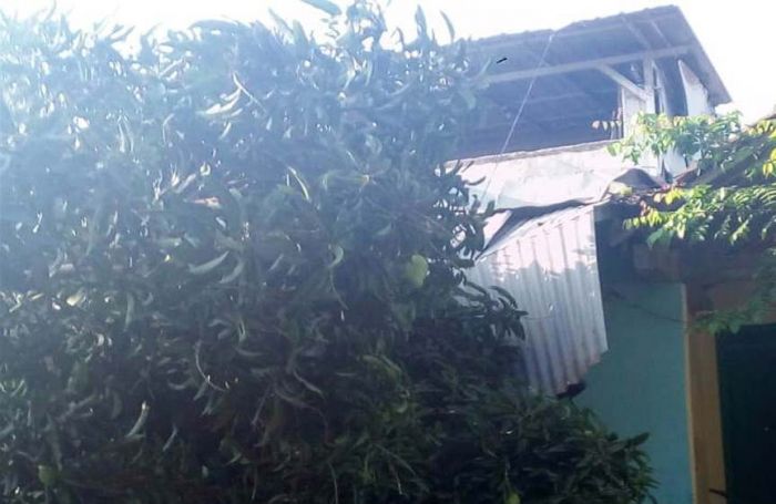 Pohon Mangga Tumbang, Timpa Teras Rumah dan Mobil