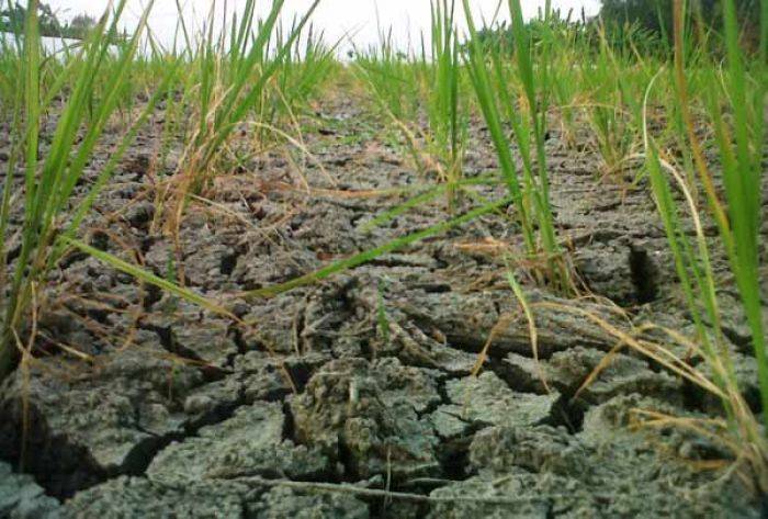 1.906 Hektare Lahan Pertanian di Bojonegoro Dilanda Kekeringan