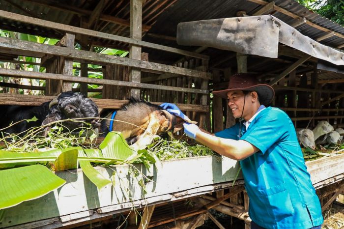 Jelang Iduladha, DKPP Kediri Gencar Lakukan Pemantauan Hewan Kurban di Penjual Dadakan Jelang Iduladha, DKPP Kediri Gencar Lakukan Pemantauan Hewan Kurban di Penjual Dadakan
