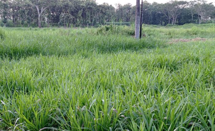 Tambah Pendapatan, Greenfields Ajak Warga Blitar Jalin Kemitraan Pakan Ternak Rumput Odot