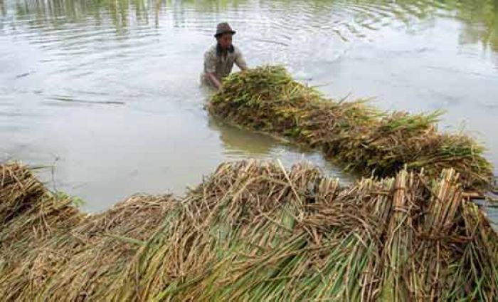 Di Kabupaten Blitar, Hanya 10 Persen Lahan Pertanian yang Diasuransikan
