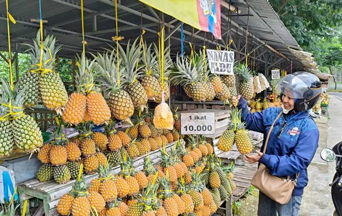 Nanas Madu Jadi Primadona Pengunjung Gunung Kelud