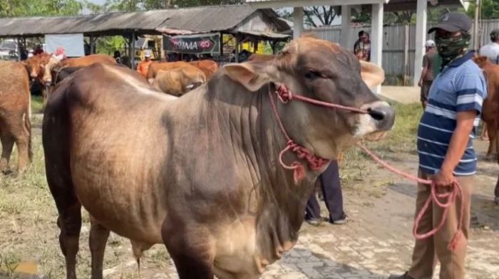 Jelang Iduladha, Pasar Hewan Ternak Tikung Lamongan Ramai Meski Harga Sapi Naik hingga 3 Juta