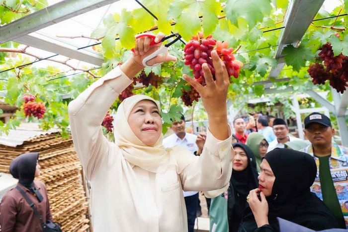 Khofifah Minta Masyarakat Contoh Keuletan Petani Anggur di Probolinggo