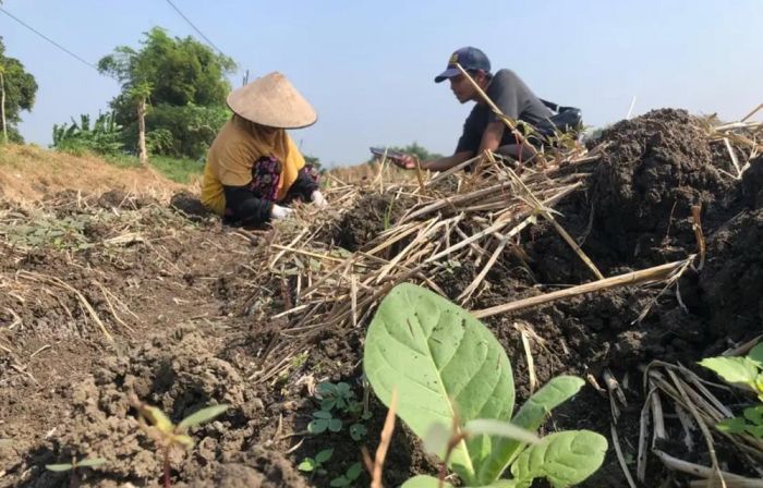 Musim Tanam Tembakau Tiba, Permintaan Air Tangki di Sampang Melonjak
