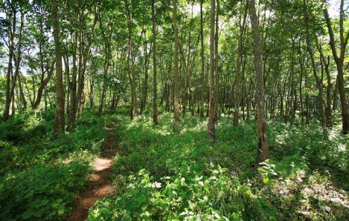 Berburu Belalang di Hutan, Warga Desa Kayen, Bancar Hilang Misterius