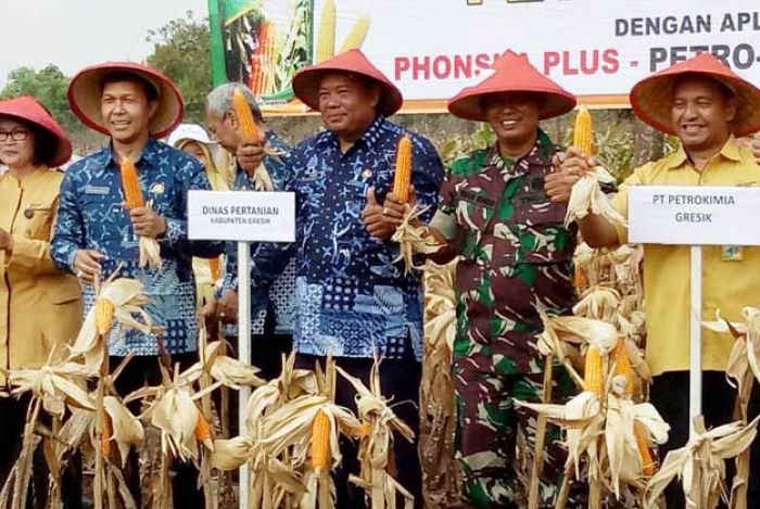 Danramil Panceng Siap Kawal Petani Budidayakan Tanaman Jagung