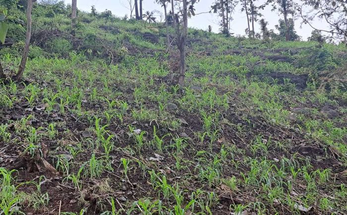 Alih Fungsi Hutan Sosial Jadi Lahan Pertanian, Salah Satu Penyebab Banjir di Situbondo