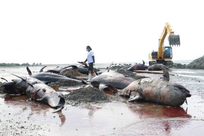 ​Apresiasi Penanganan 52 Ikan Paus yang Terdampar, Khofifah: Wujud Cinta dan Peduli Lingkungan