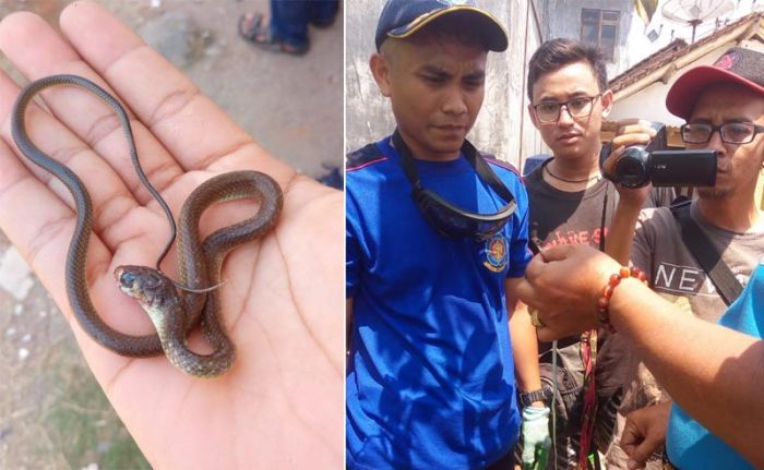 Sepanjang Bulan November, Sudah Puluhan Ular Kobra Tercatat Menyerang Warga
