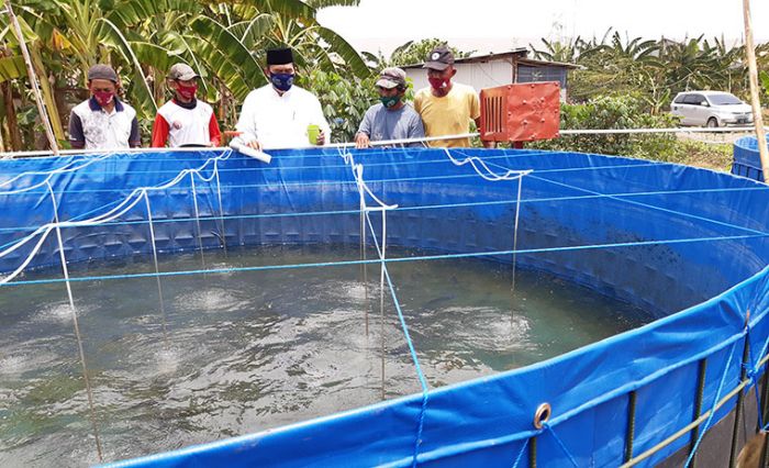 Topang Program Makan Ikan Gratis, BHS-Taufiq Kembangkan Usaha Budidaya Ikan
