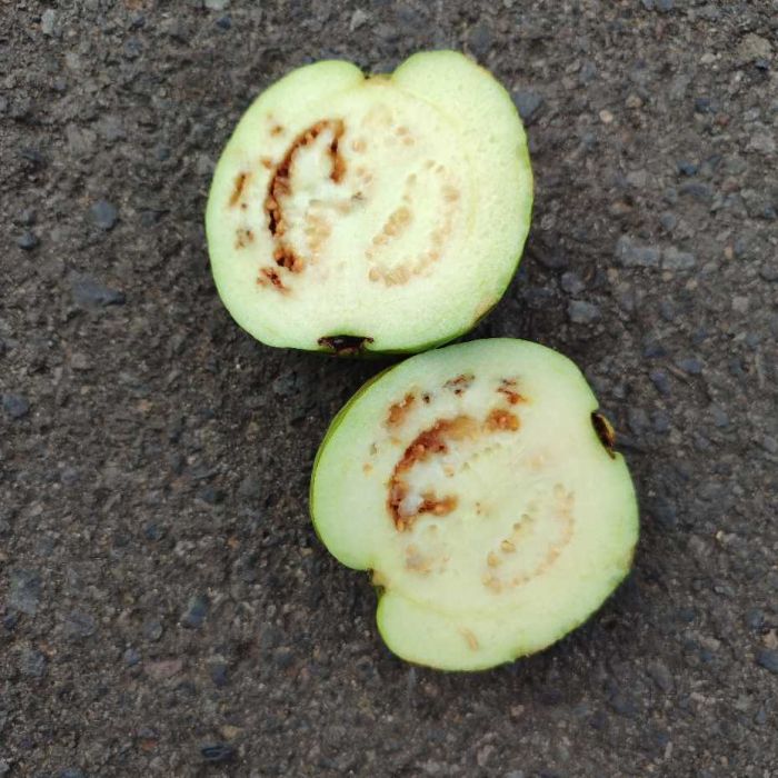 Geger Buah Jambu Diduga Busuk di Paket MBG Siswa SMP Al Irsyad Kraksaan Probolinggo