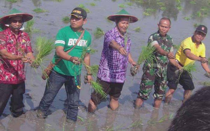 Peringati HUT, Tentara di Ngawi Tanam Padi