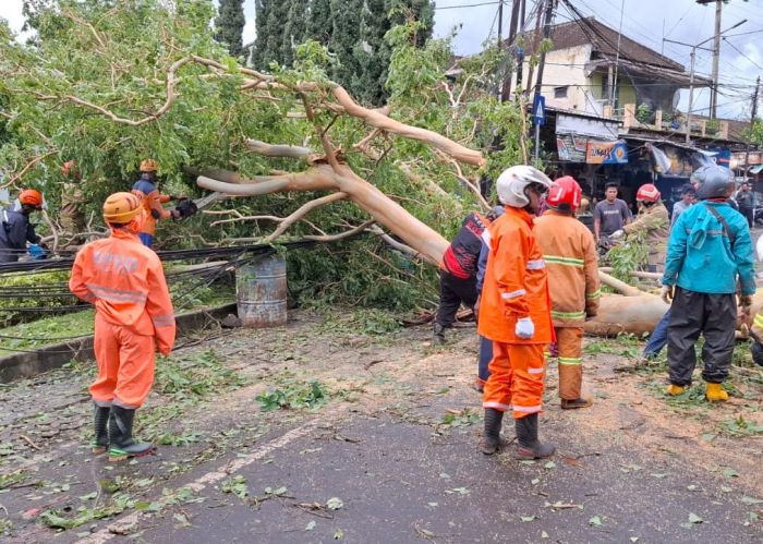 Hujan dan Angin Kencang Kembali Terjang Kota Batu, Sejumlah Pohon Dilaporkan Tumbang