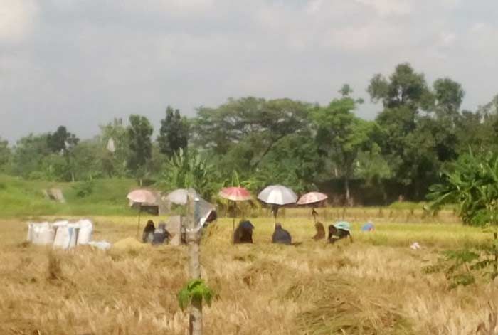 Pasuruan Dapat Tambahan Jatah Pupuk Bersubsidi dari Pusat