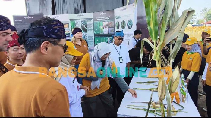 Syngenta Luncurkan NK Perkasa Sakti, Benih Jagung Tahan Iklim Ekstrem untuk Dukung Ketahanan Pangan