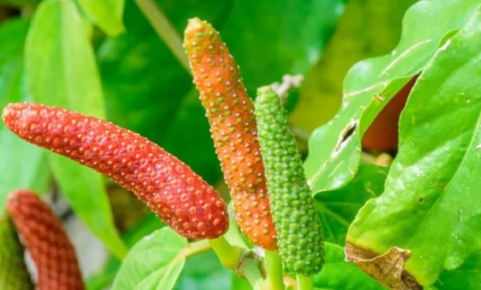 Cabe Jamu Sumenep Resmi Diakui Negara, Pemkab Sumenep Kantongi Surat Inventarisasi KIK