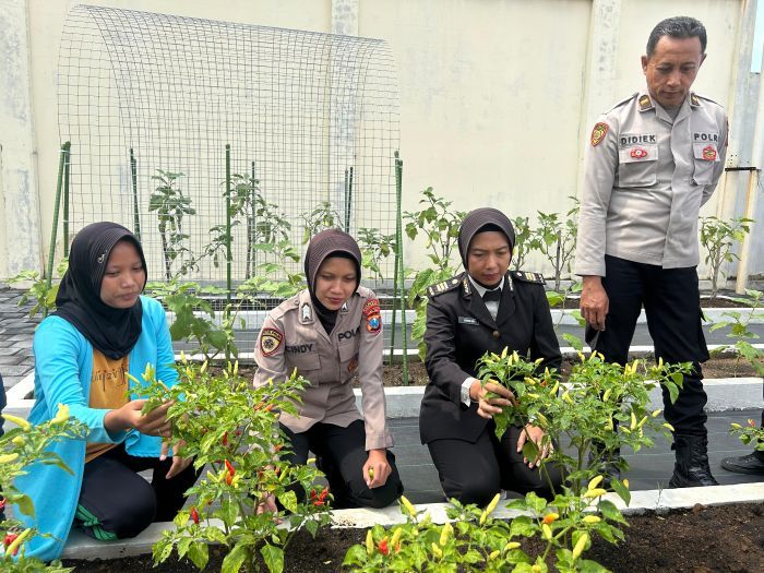 Pekarangan Pangan Lestari Mapolresta Sidoarjo Pelihatkan Perkembangan Baik Pekarangan Pangan Lestari Mapolresta Sidoarjo Pelihatkan Perkembangan Baik