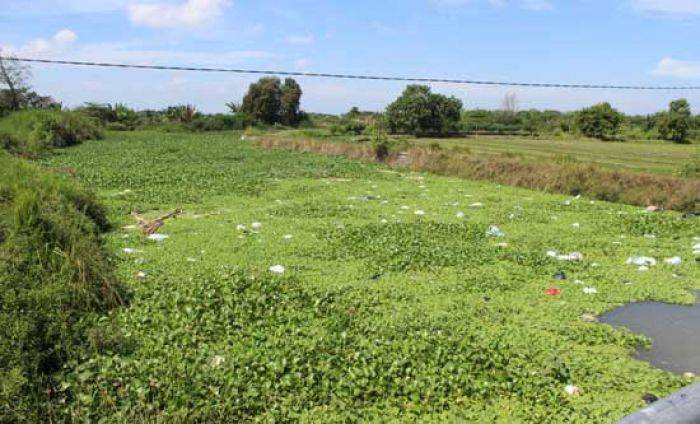 Eceng Gondok Menumpuk di Sungai Desa Wonokasian Sidoarjo, Ganggu Pasokan Air ke Pertanian