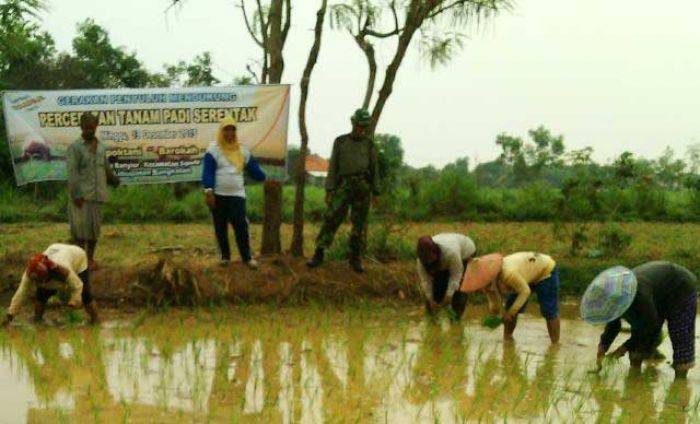 Babinsa Banyior Bangkalan Bantu Petani Tanam Padi