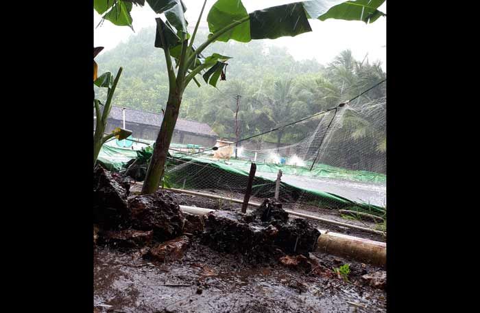 Hujan Deras, Petani Tambak Udang di Pacitan Terancam Gagal Panen