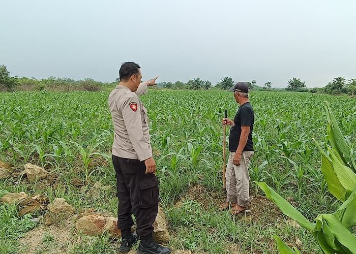 Polsek Tarik Sidoarjo Optimalisasi Lahan Jagung untuk Ketahanan Pangan