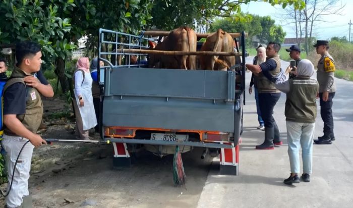 Disnakeswan Lamongan Perketat Pemeriksaan Ternak di Perbatasan Jelang Iduladha