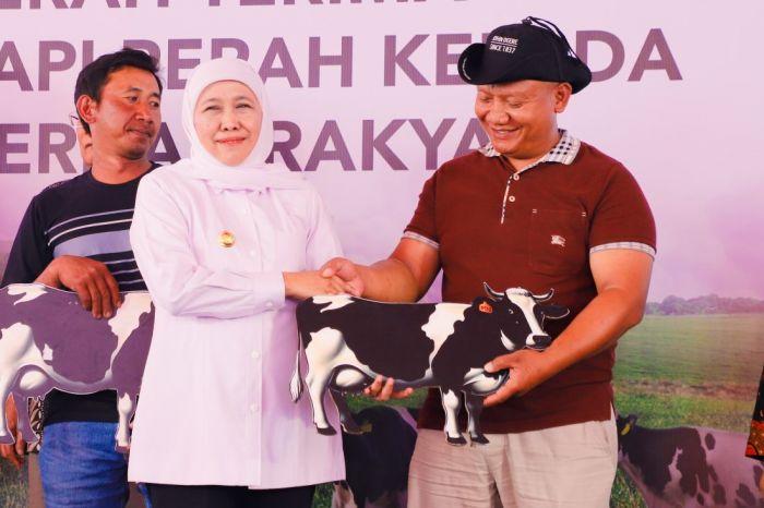 1.080 Sapi Perah dari Australia Didatangkan di Jatim, Gubernur Khofifah: Tingkatkan Produksi Susu 1.080 Sapi Perah dari Australia Didatangkan di Jatim, Gubernur Khofifah: Tingkatkan Produksi Susu