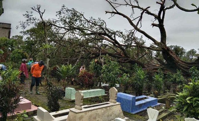 Pohon Tumbang di Kota Batu Timpa Bangunan hingga Kuburan