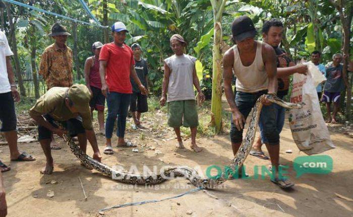 Warga Jombang Tangkap Ular Sanca Sepanjang 4 Meter di Sungai