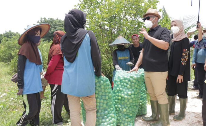 Panen Jeruk Nipis di Desa Kebonagung, Bupati Gresik Dorong Petani Kembangkan Produk Olahan