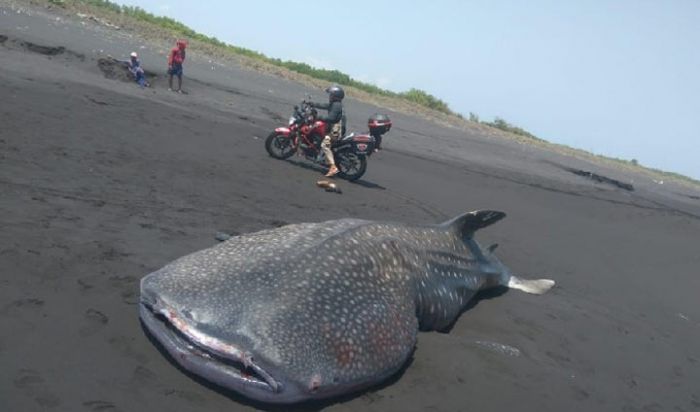 ​Penyu Hijau dan Ikan Hiu Tutul Terdampar di Pantai Jember