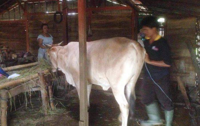 Ribuan Sapi di Sekitar Blok Cepu Ikuti Kegiatan Posyandu