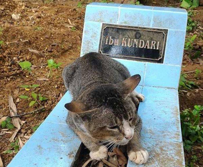 Kesetiaan Abadi, Kucing Ini Tunggui Makam Majikannya