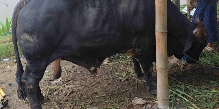 Sapi kurban kiriman Presiden Prabowo Subianto di Pondok Pesantrern Amanatul Ummah Pacet Mojokerto Jawa Timur,  Selasa (26/6/2026). Foto: m mas