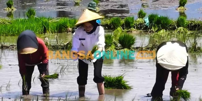 tanam-padi-di-kelurahan-ngampel-wali-kota-kediri-dukung-program-presiden-prabowo