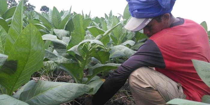 Seorang petani tengah memanen tembakau.