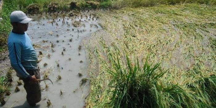 PANEN DINI. Radi petani di Dukuh Rambitan, Desa Mojodelik, Kecamatan Gayam saat memanen tanaman padinya.  foto : eky nur hady/bangsaonline