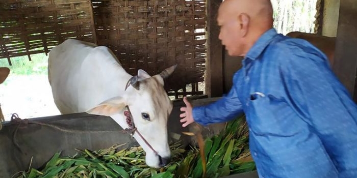 Kuzaini di kandang sapinya di Dusun Nanggalan, Desa Watugaluh, Kecamatan Diwek, Jombang. foto: Aan Amrullah/ bangsaonline.com