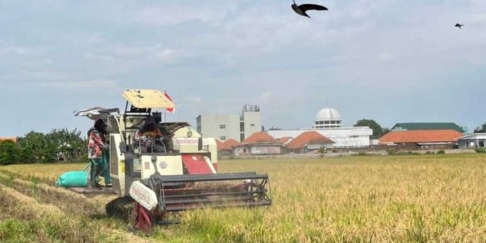 jaga-stabilitas-harga-panen-2026-bulog-kediri-serap-409-ton-gabah