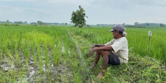 sektor-pertanian-kian-ditinggalkan-generasi-muda-di-bojonegoro