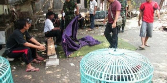 ?Aparat Kodim mengumpulkan barang bukti di sekitaran arena sabung ayam. Foto:imam hambali/BANGSAONLINE