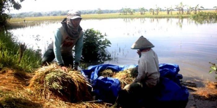 PANEN DINI: Tampak sebagian petani di bantararan Sungai Bengawan Solo, Bojonegoro melakukan panen dini lantaran padi mereka terendam air banjir. Foto: Eky Nurhadi/BANGSAONLINE