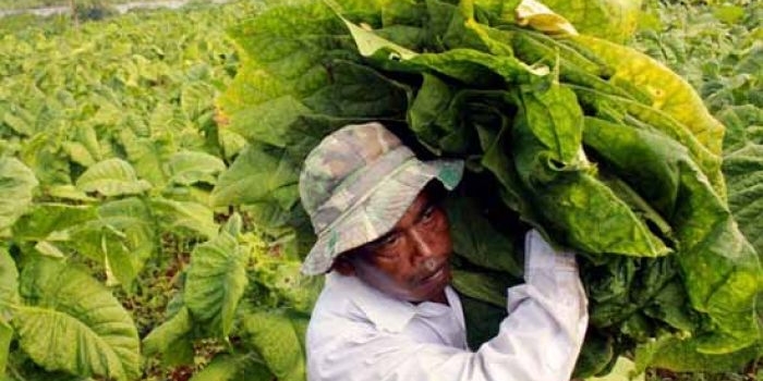 Petani tembakau. foto: ilustrasi